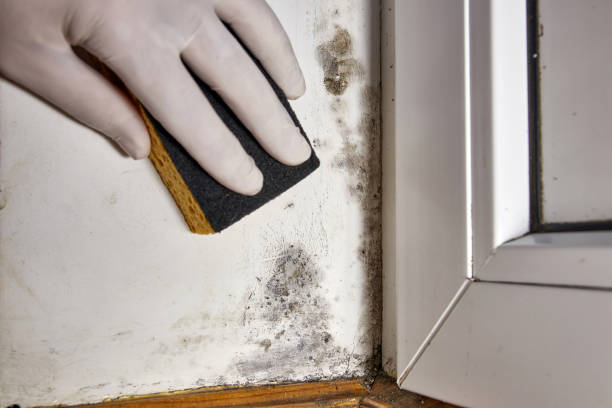 Best Water Damage & Mold Remediation  in Rochester, MI